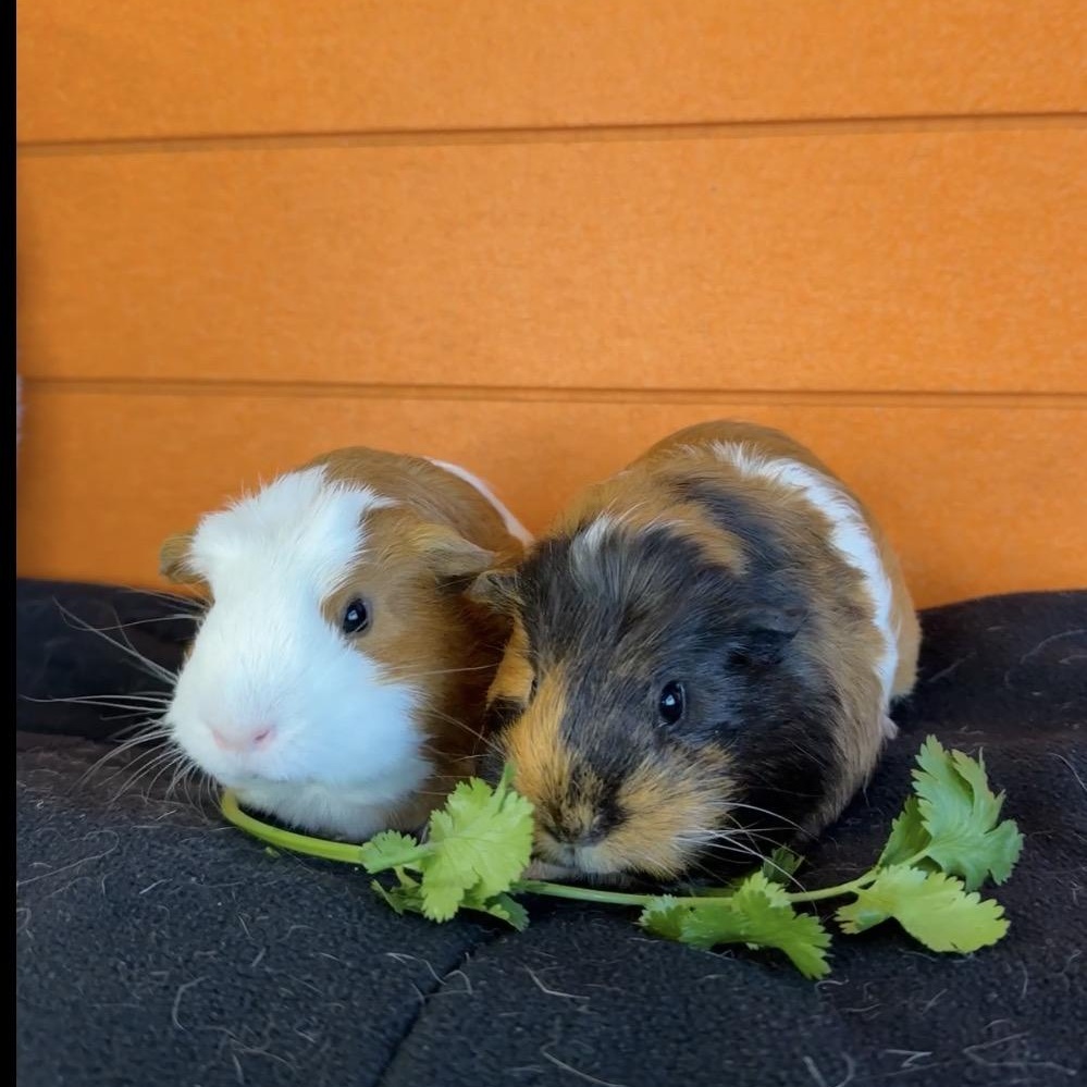 Enlarge Harriet & Olive, a Adoptable mixed breed in San Antonio, TX image 2/4