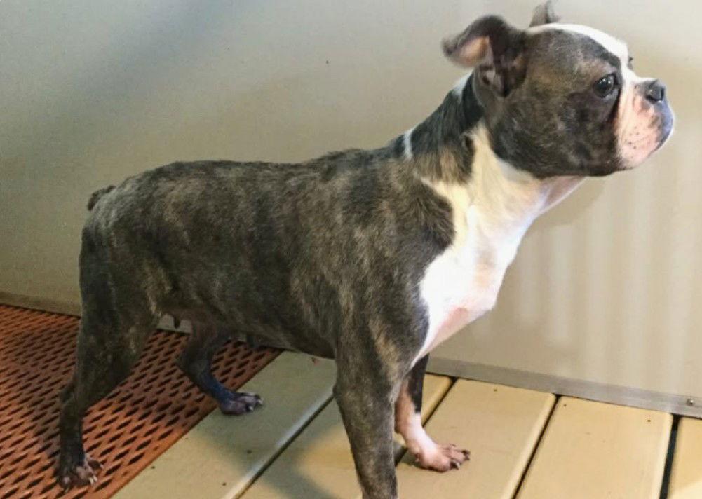 Elphaba, a Adoptable Boston Terrier in Tonawanda, NY image 1/3