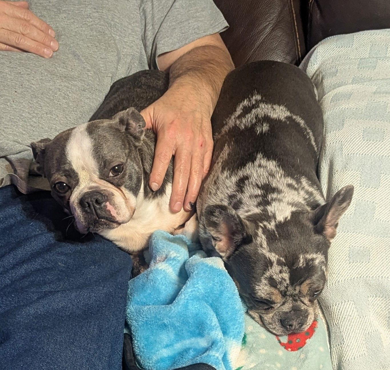 Elphaba, a Adoptable Boston Terrier in Tonawanda, NY image 2/3