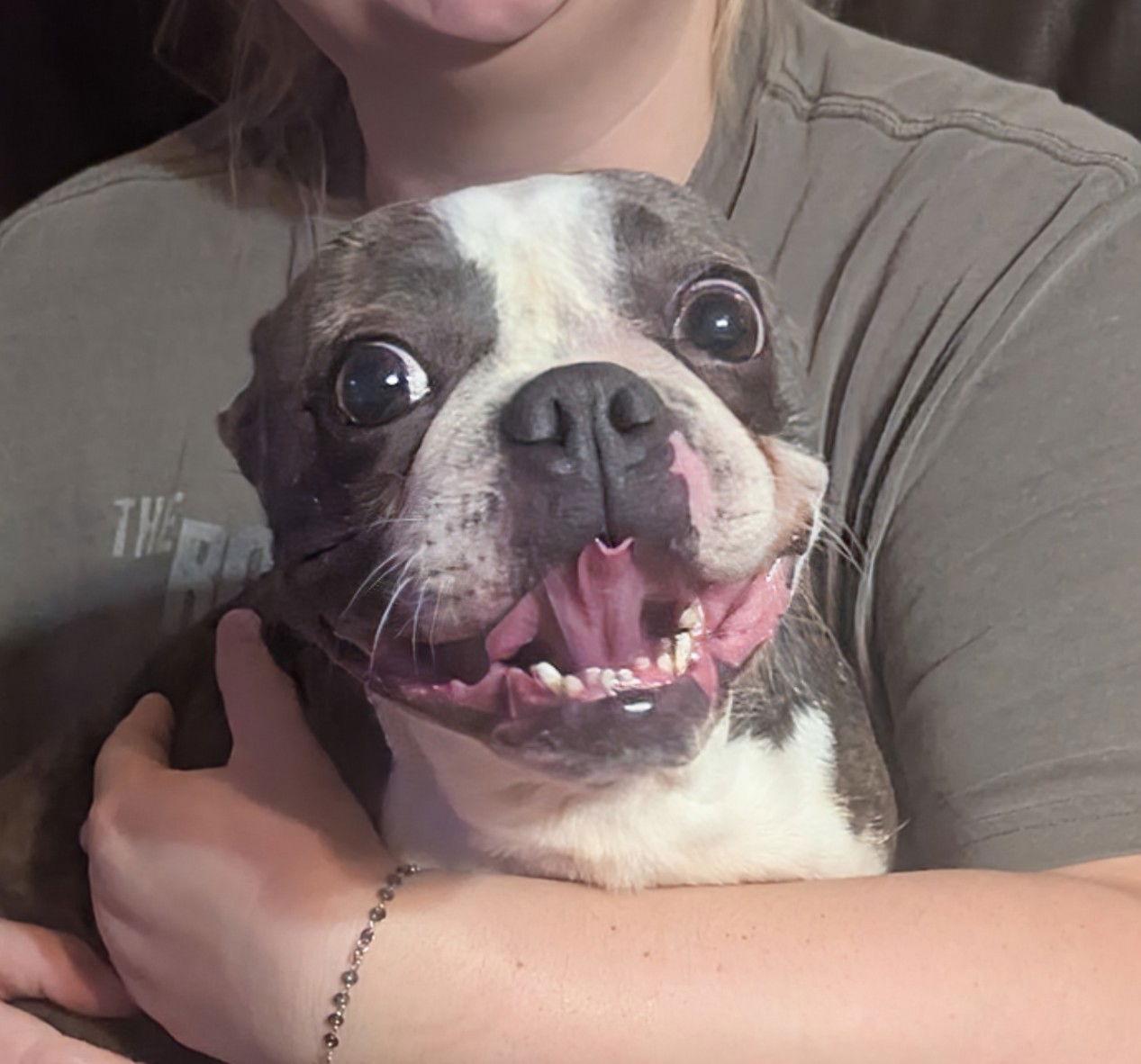 Elphaba, a Adoptable Boston Terrier in Tonawanda, NY image 3/3