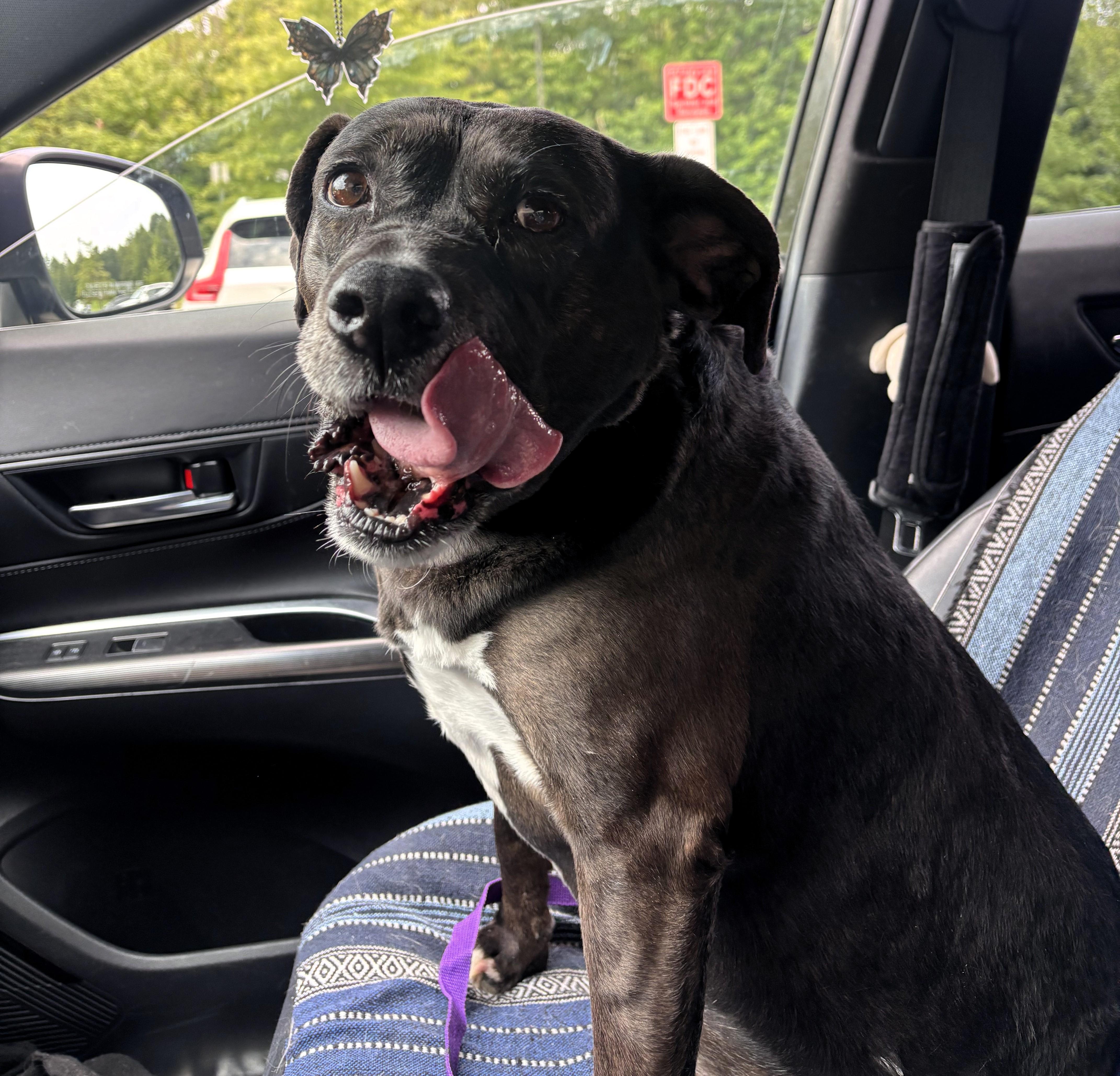 Reese, ADOPTABLE, Adult Female Labrador Retriever.