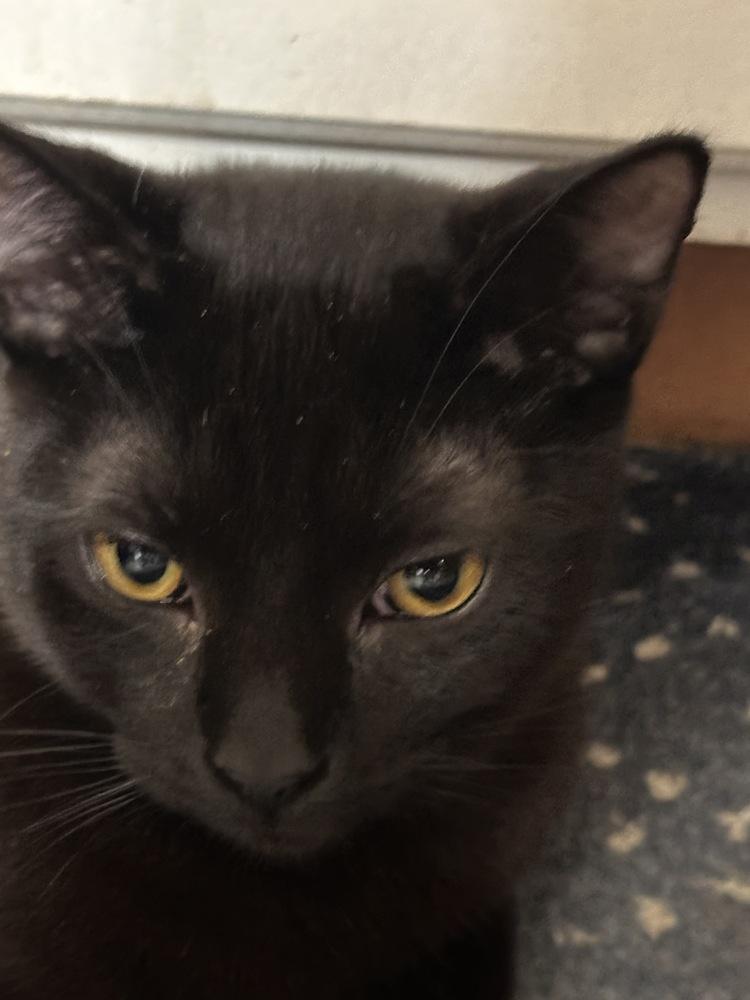 Rolo, Adoptable, Kitten Male Domestic Short Hair & Domestic Short Hair.