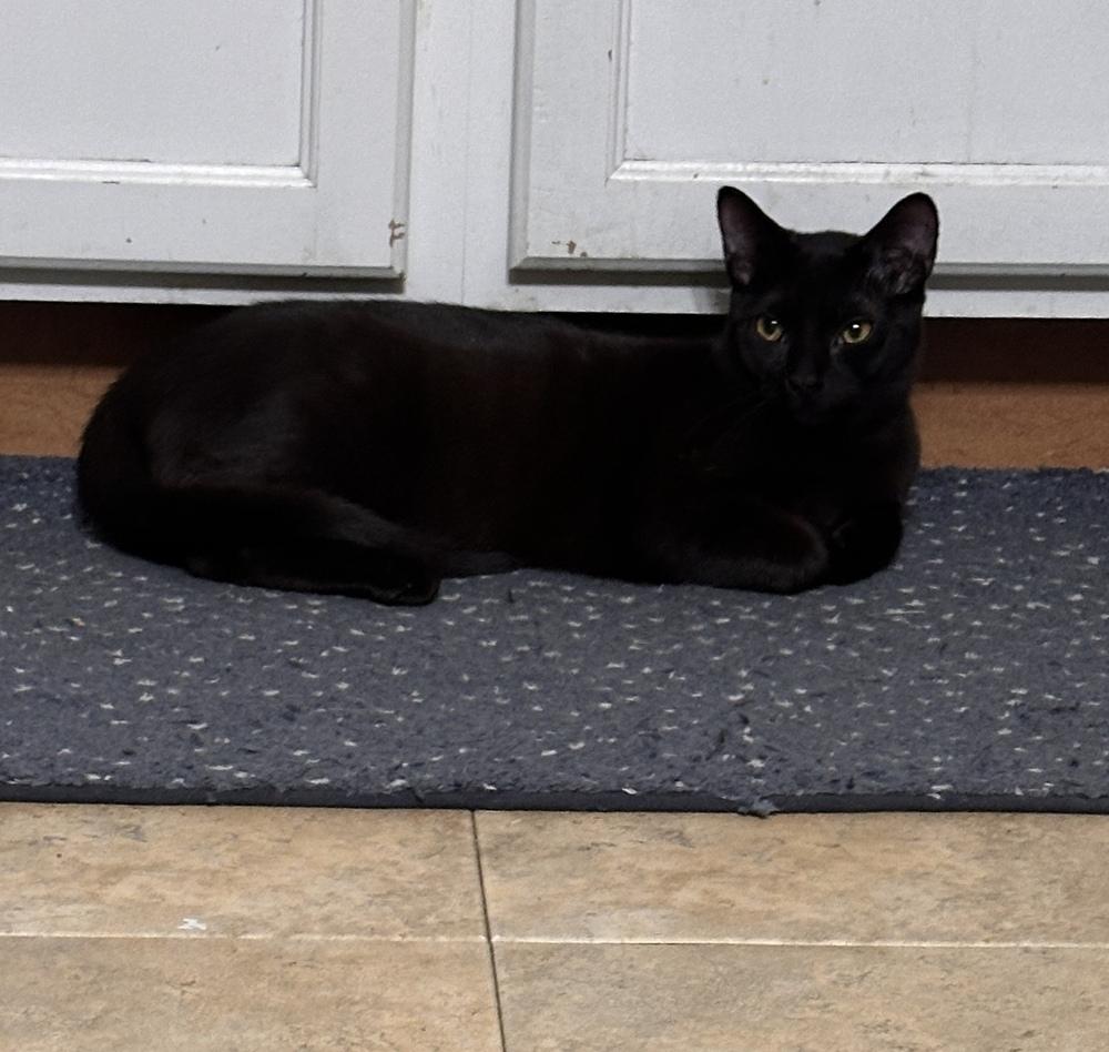 Enlarge Rolo, a Adoptable mixed breed in Cleveland, OH image 2/3