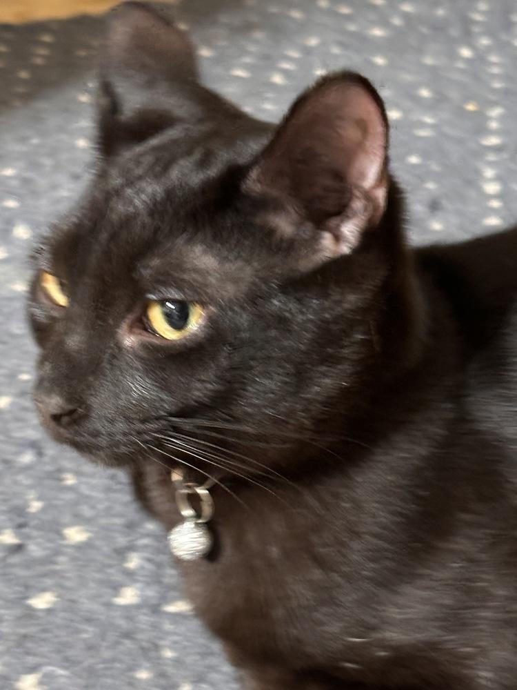 Enlarge Rolo, a Adoptable mixed breed in Cleveland, OH image 3/3