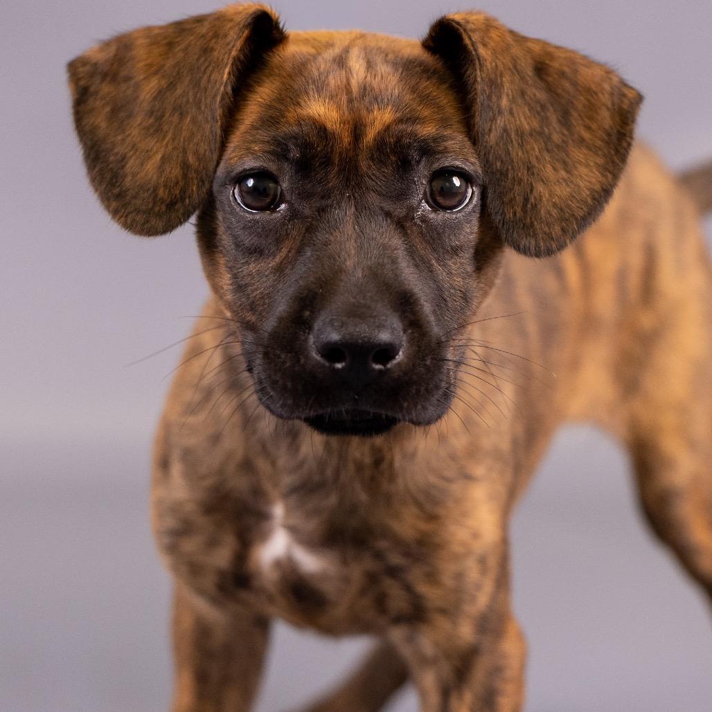 Enlarge Chica D12499, a Adoptable mixed breed in Minnetonka, MN image 2/4