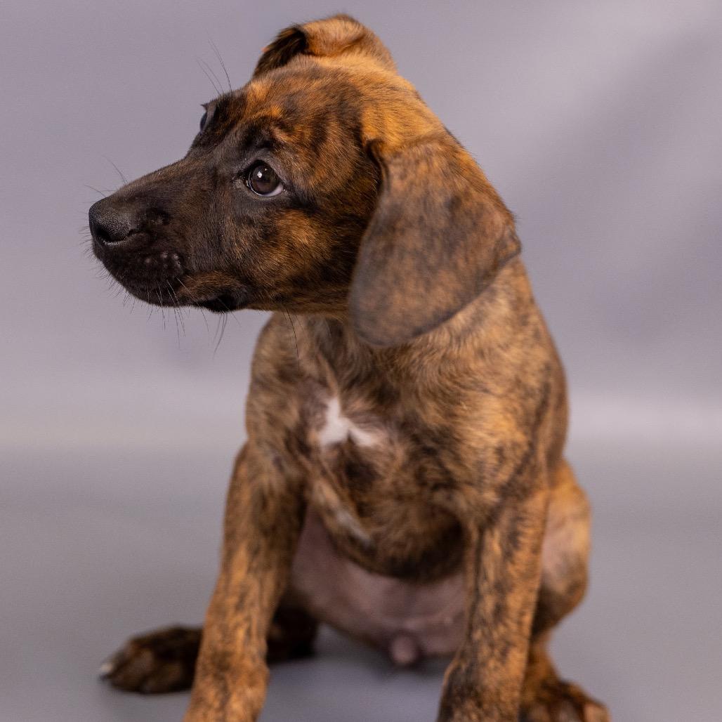 Enlarge Chica D12499, a Adoptable mixed breed in Minnetonka, MN image 3/4