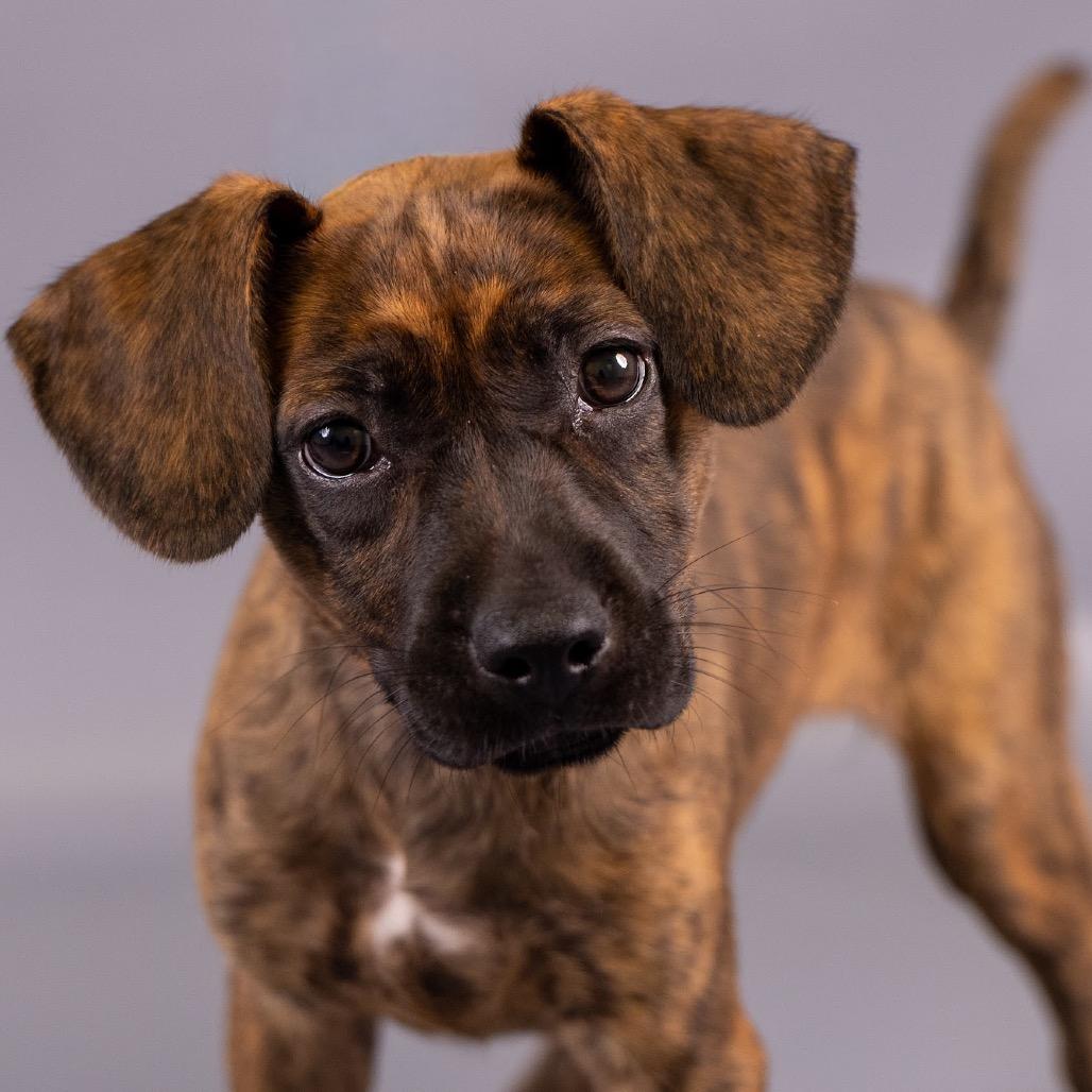 Chica D12499, Adoptable, Puppy Female Labrador Retriever & Dutch Shepherd.