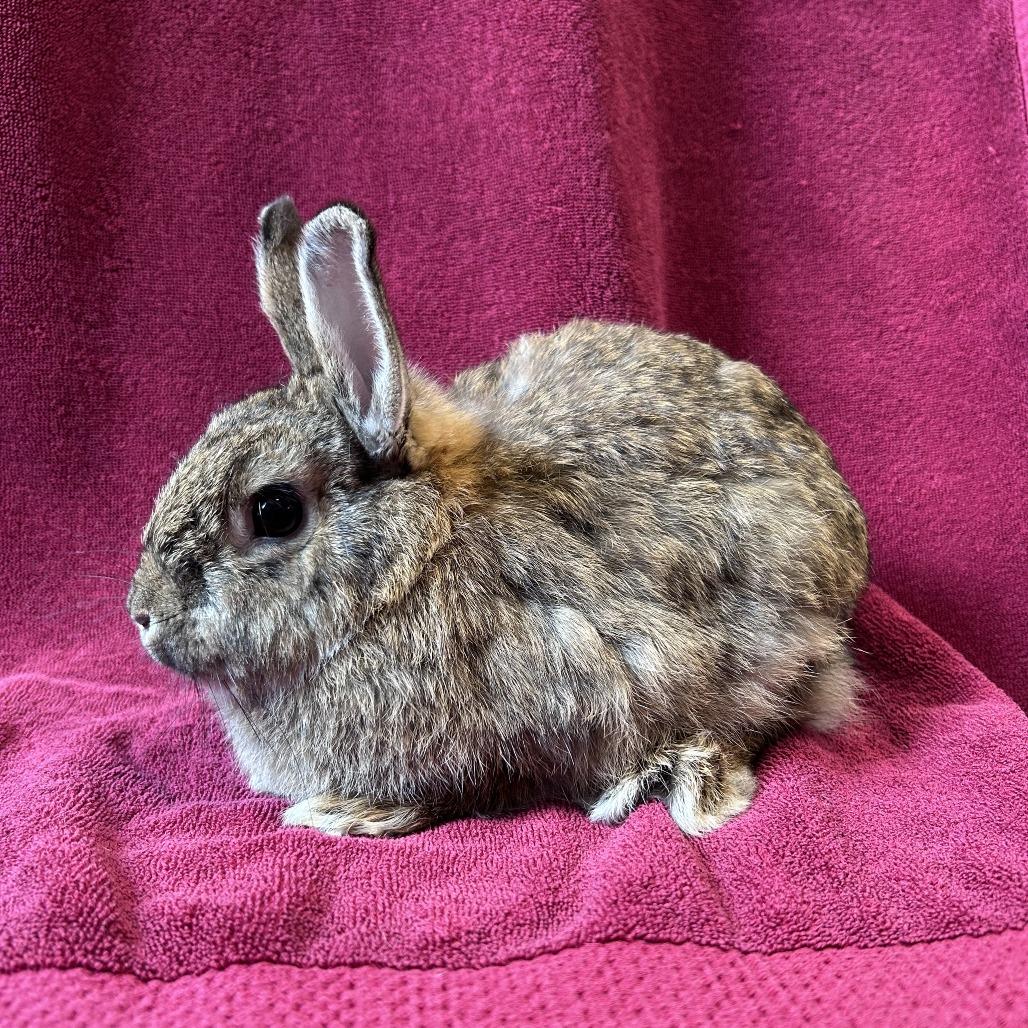 Enlarge Peanut Brittle, a Adoptable mixed breed in Oak Park, IL image 2/6