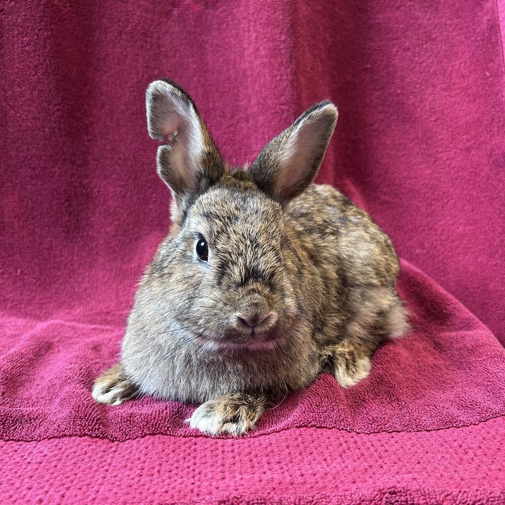 Enlarge Peanut Brittle, a Adoptable mixed breed in Oak Park, IL image 3/6