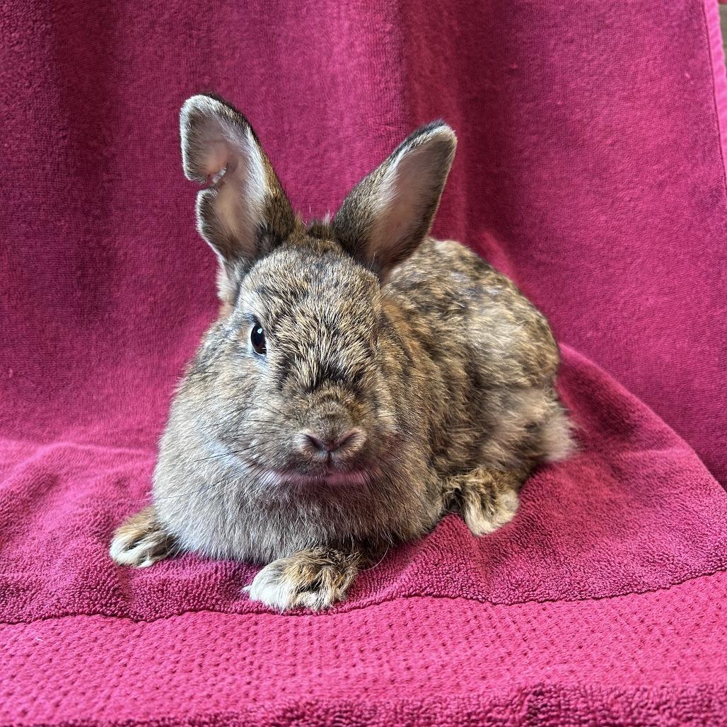 Peanut Brittle, Adoptable, Young Female American & Netherland Dwarf.