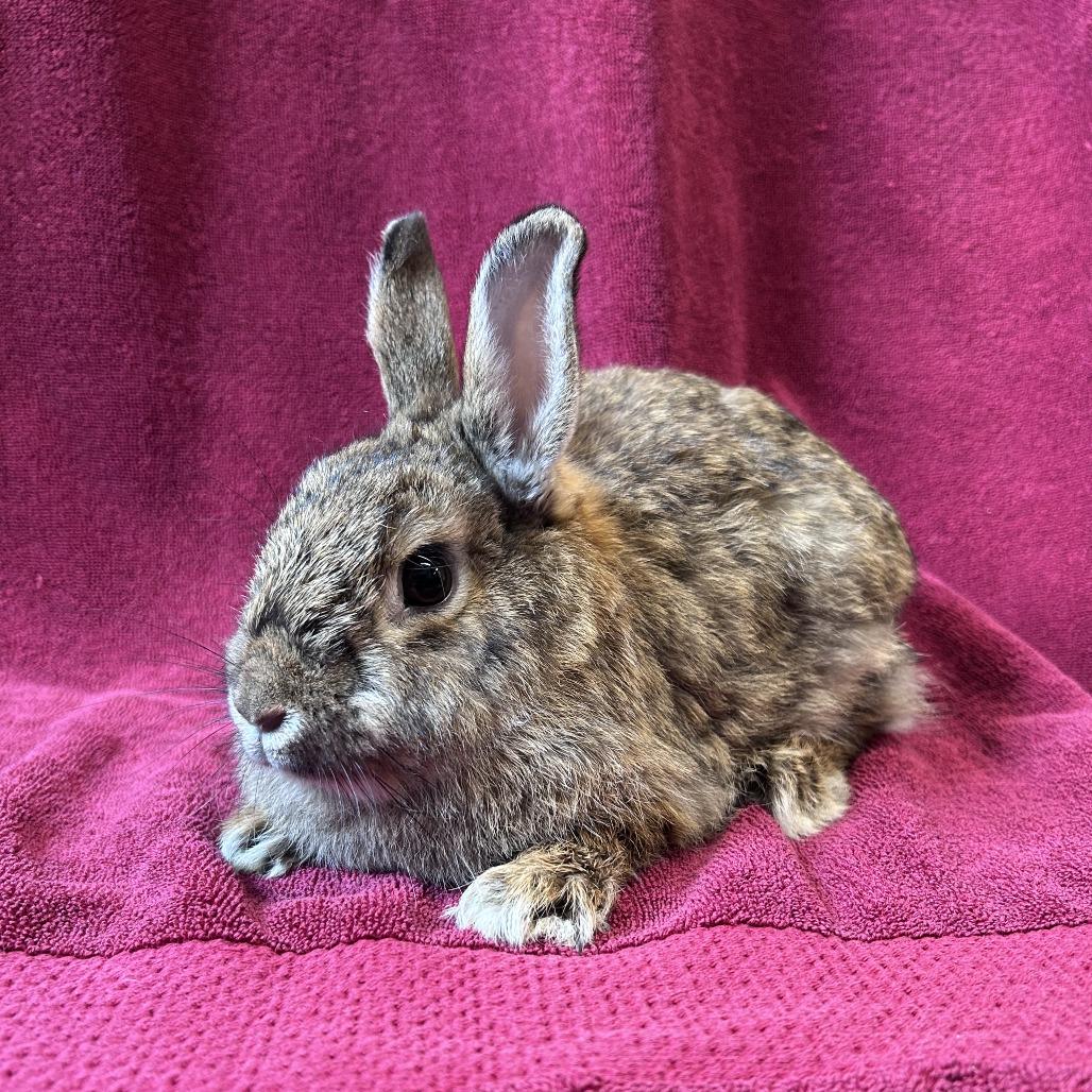 Enlarge Peanut Brittle, a Adoptable mixed breed in Oak Park, IL image 4/6