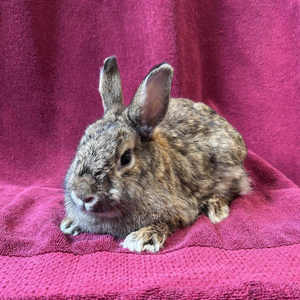 Enlarge Peanut Brittle, a Adoptable mixed breed in Oak Park, IL image 5/6