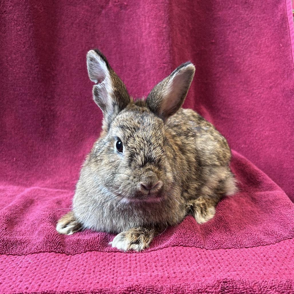 Enlarge Peanut Brittle, a Adoptable mixed breed in Oak Park, IL image 6/6