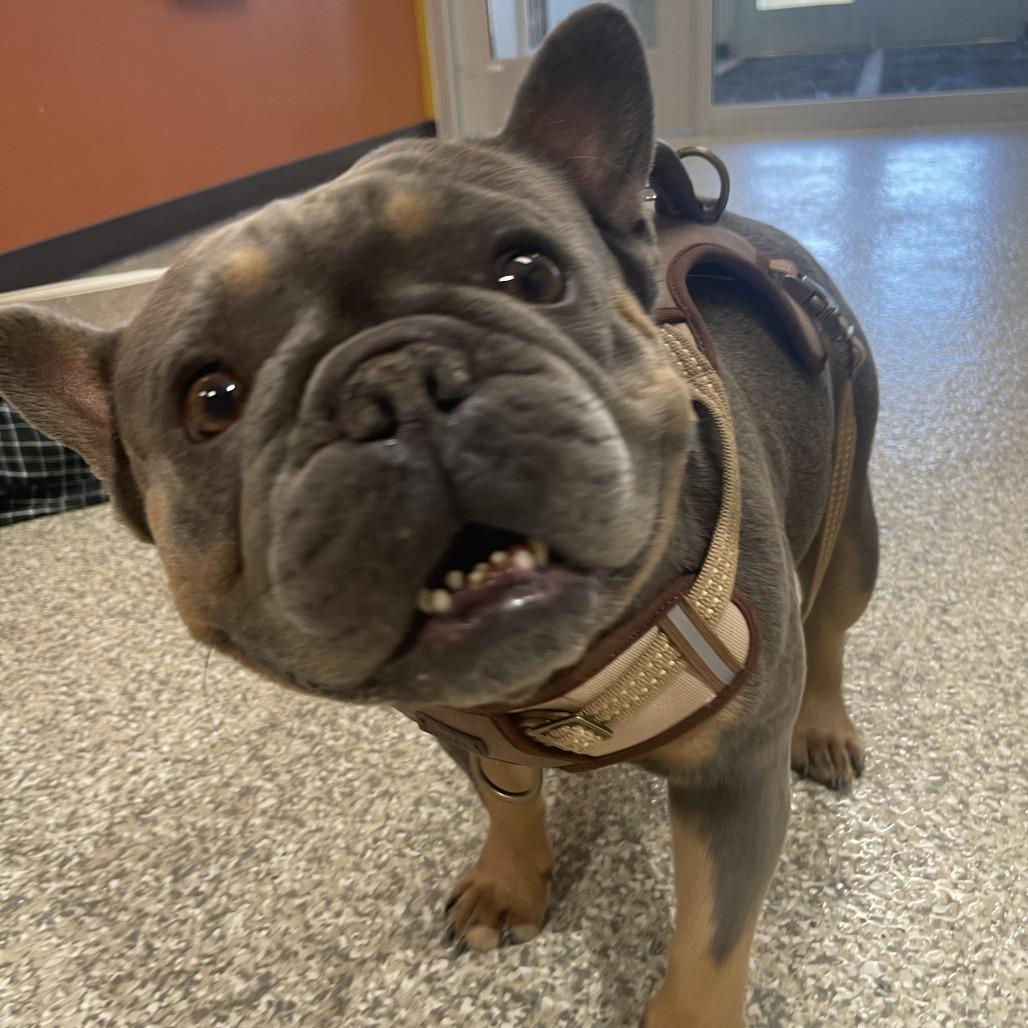 STRAY DOG "Judah", Adoptable, Adult Male French Bulldog.