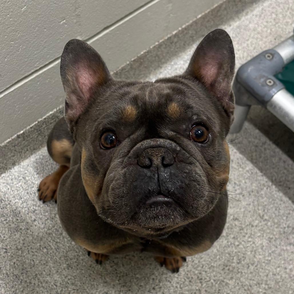 Enlarge STRAY DOG "Judah", a Adoptable French Bulldog in Saint Cloud, MN image 2/3