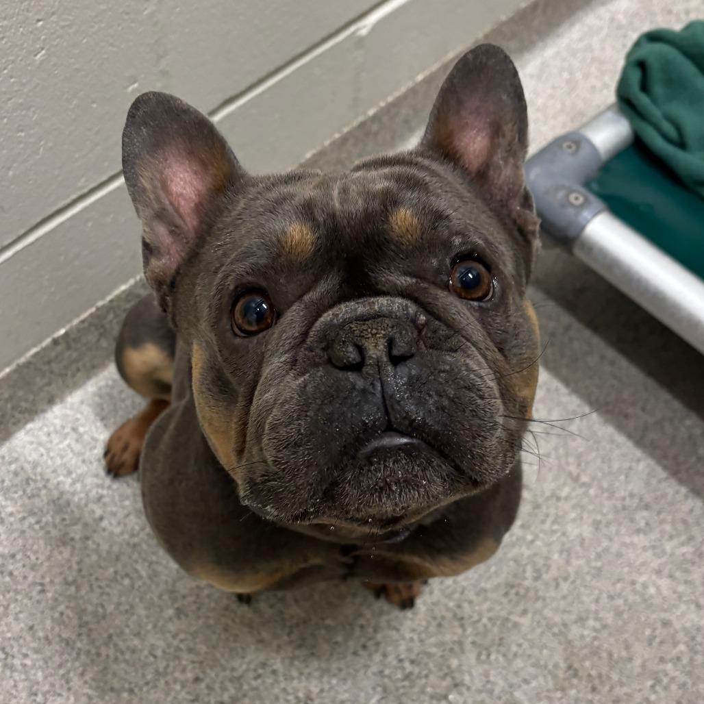 Enlarge STRAY DOG "Judah", a Adoptable French Bulldog in Saint Cloud, MN image 3/3