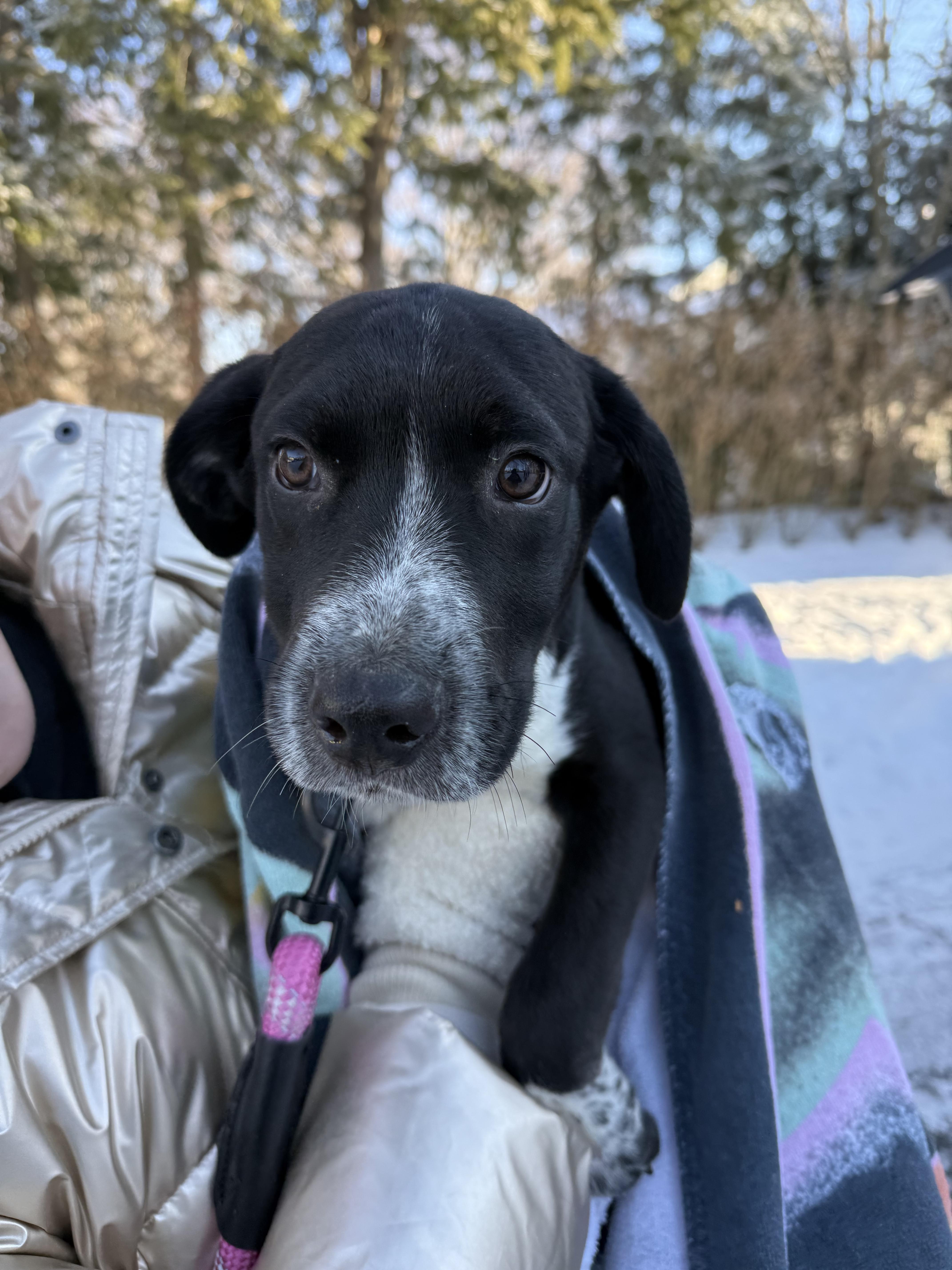 Mister, Adopted, Young Male Labrador Retriever.