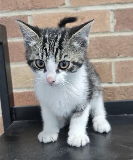 Enlarge Cork, a Adopted Tabby in Decatur, GA image 1/3