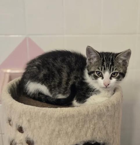 Enlarge Cork, a Adopted Tabby in Decatur, GA image 2/3