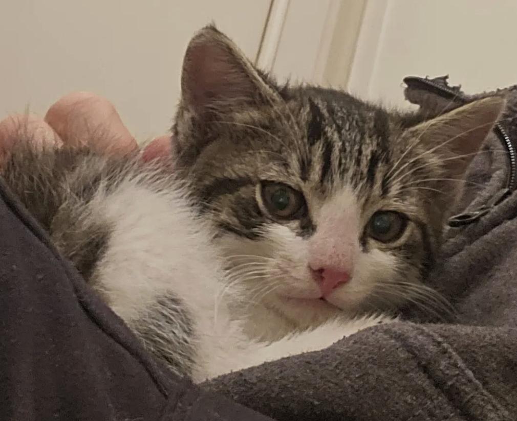 Cork, Adopted, Kitten Male Tabby.