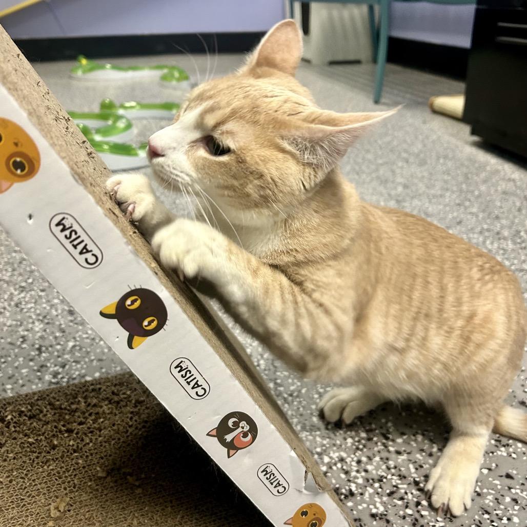 Conor McGregor — thumbnail 2