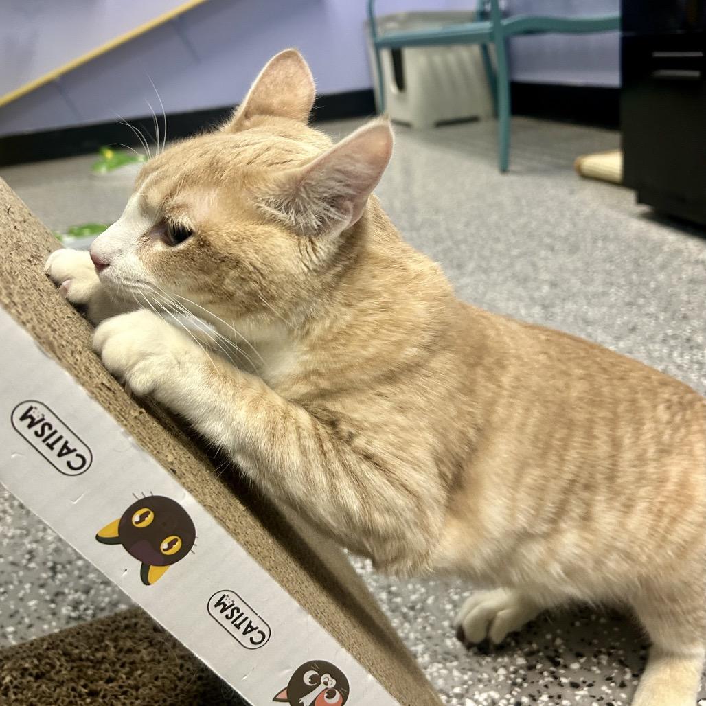 Conor McGregor — thumbnail 3