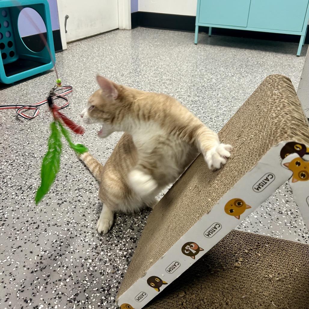 Conor McGregor — thumbnail 4