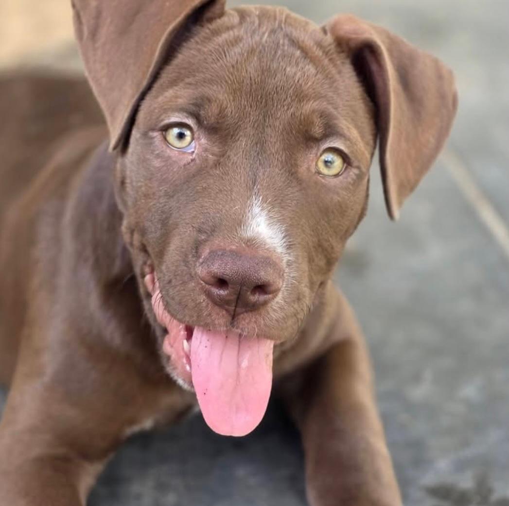 Mickey, ADOPTABLE, Puppy Male American Staffordshire Terrier.