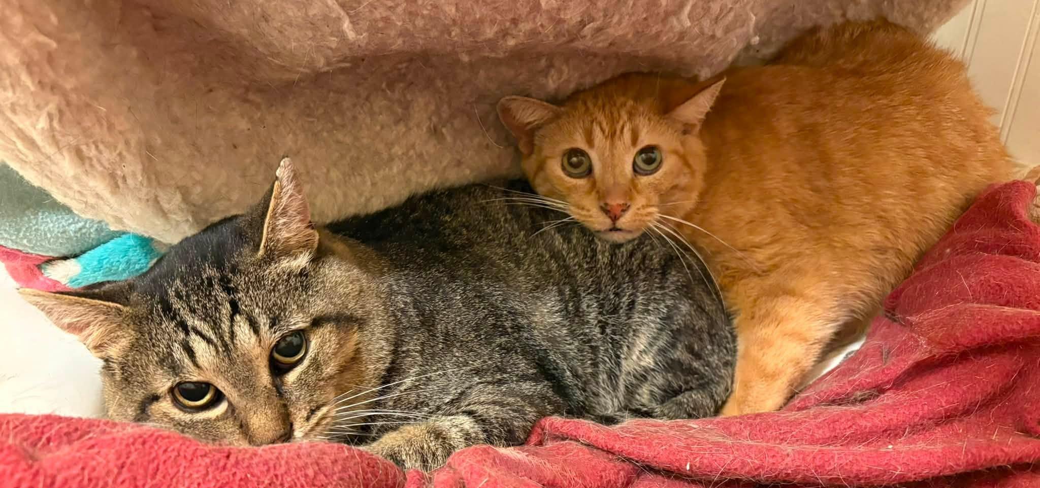 Enlarge Beckham & Sabrina, a ADOPTABLE Domestic Short Hair in Spencerville, ON image 3/6