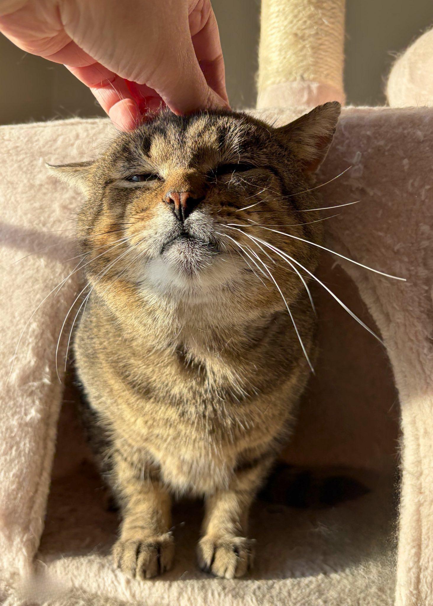 Enlarge Beckham, a ADOPTABLE Domestic Short Hair in Spencerville, ON image 2/4