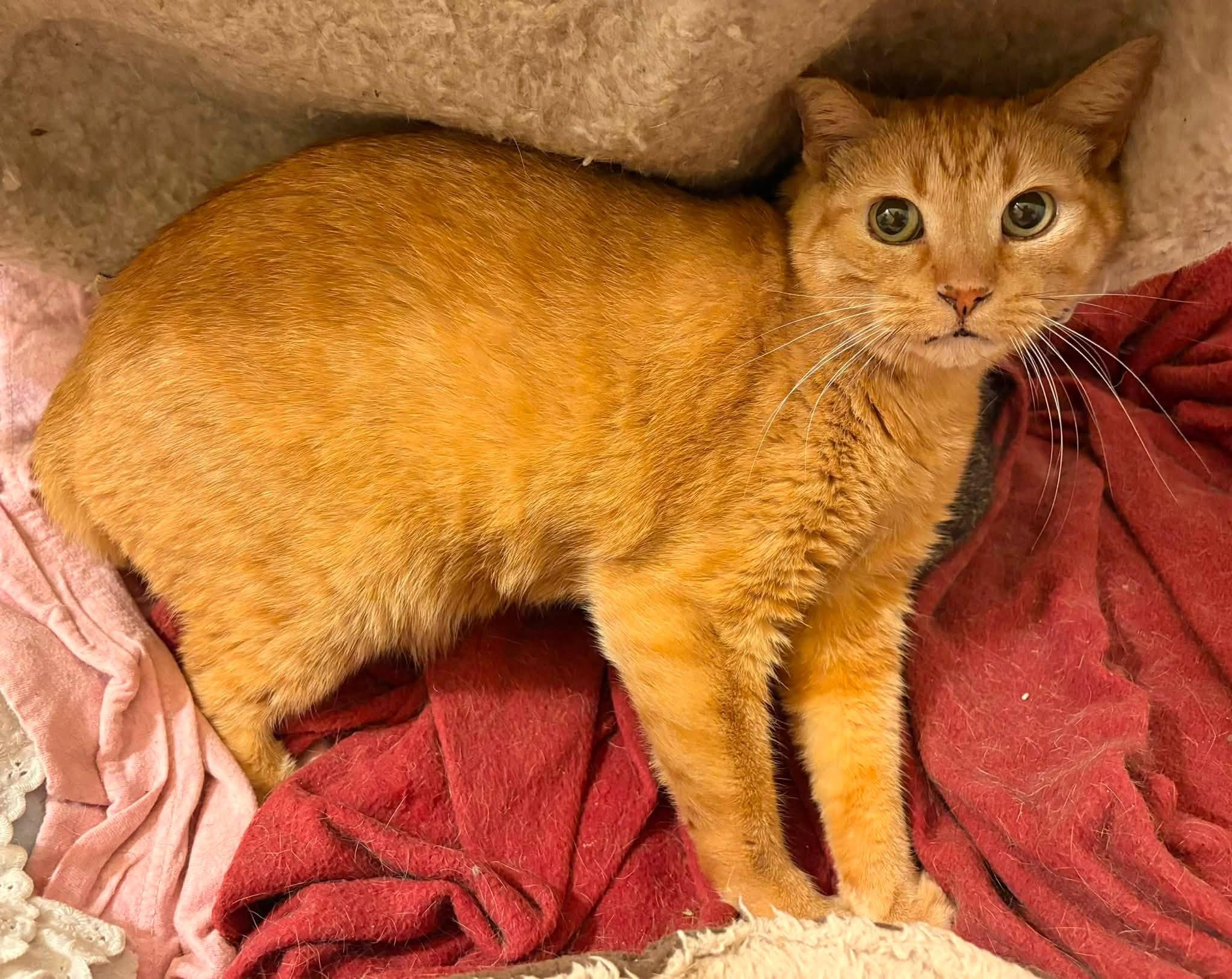 Enlarge Beckham & Sabrina, a ADOPTABLE Domestic Short Hair in Spencerville, ON image 6/6
