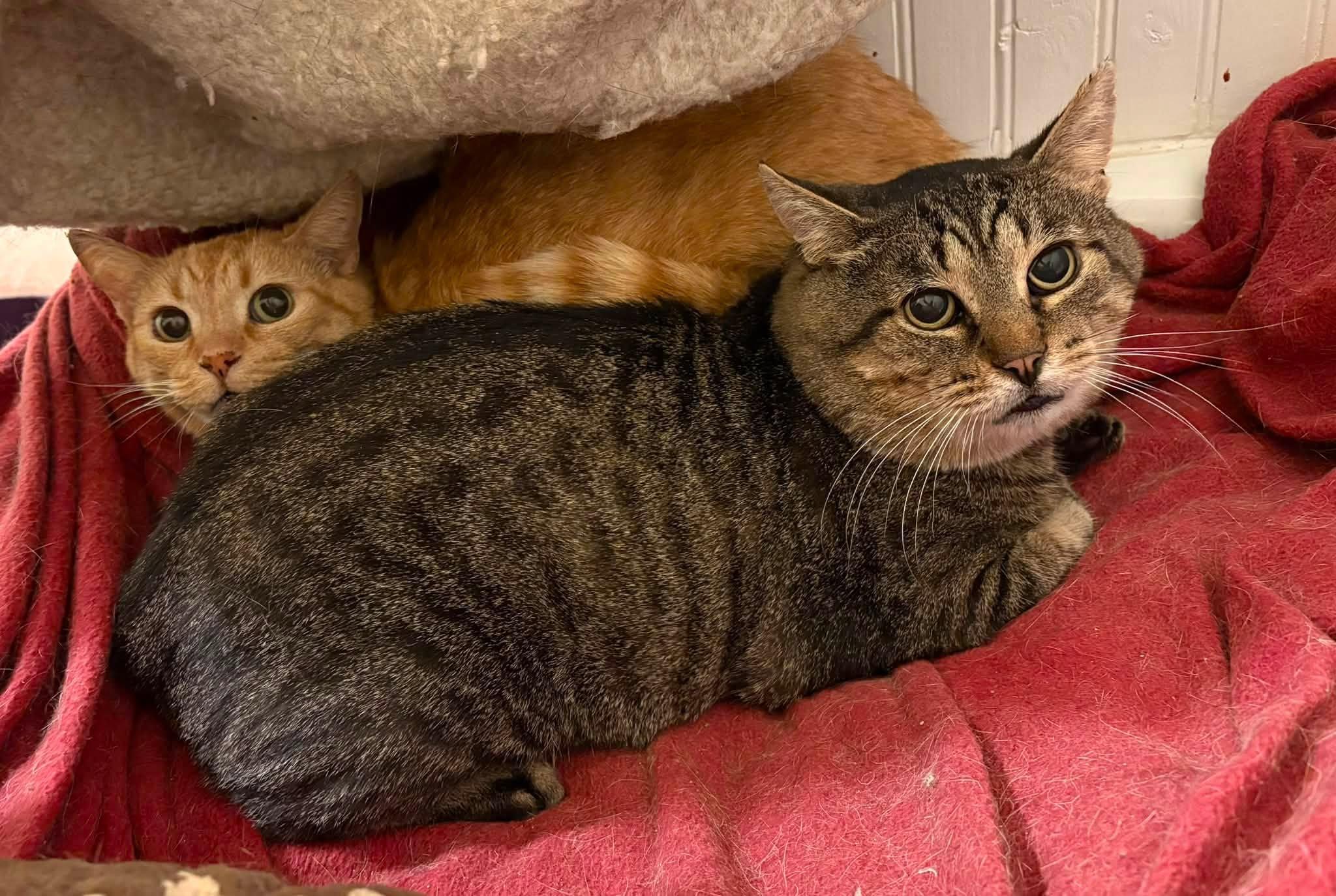 Enlarge Beckham & Sabrina, a ADOPTABLE Domestic Short Hair in Spencerville, ON image 5/6