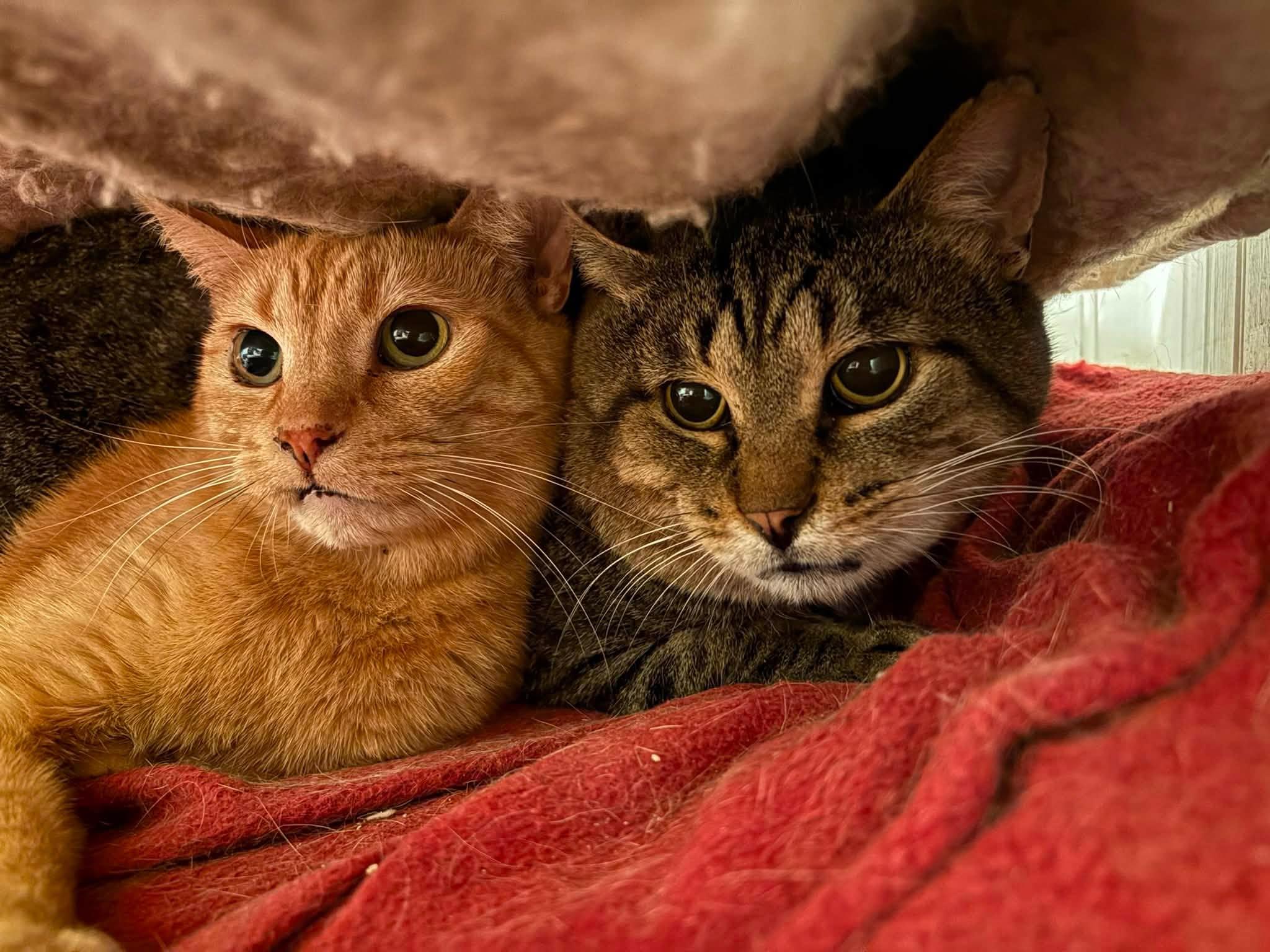 Beckham & Sabrina, ADOPTABLE, Senior Male Domestic Short Hair.