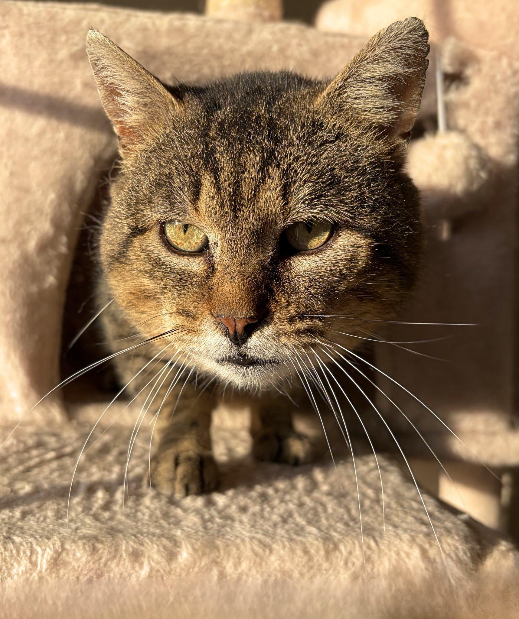 Enlarge Beckham, a ADOPTABLE Domestic Short Hair in Spencerville, ON image 3/4