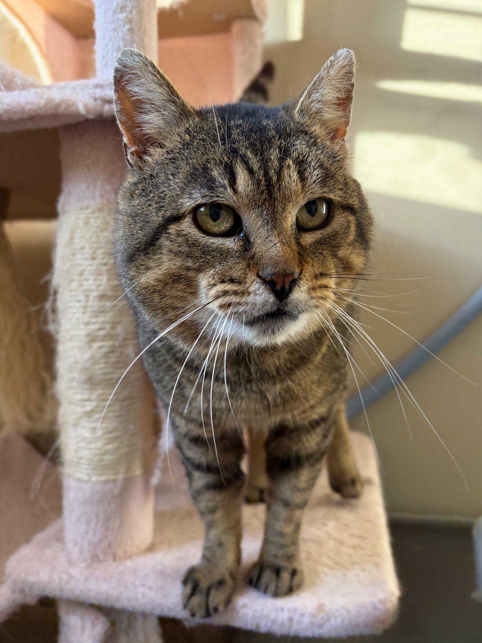 Enlarge Beckham, a ADOPTABLE Domestic Short Hair in Spencerville, ON image 1/4