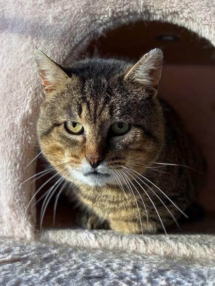 Enlarge Beckham, a ADOPTABLE Domestic Short Hair in Spencerville, ON image 4/4