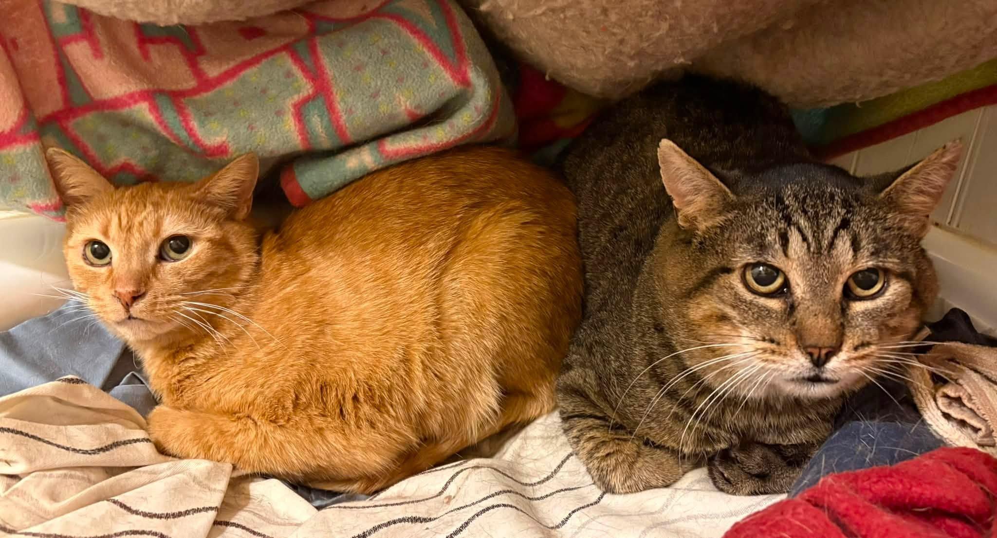 Enlarge Beckham & Sabrina, a ADOPTABLE Domestic Short Hair in Spencerville, ON image 4/6