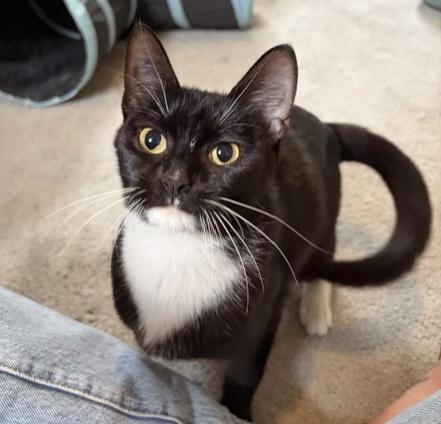 Enlarge Nova, a ADOPTABLE Tuxedo in Philadelphia, PA image 4/6