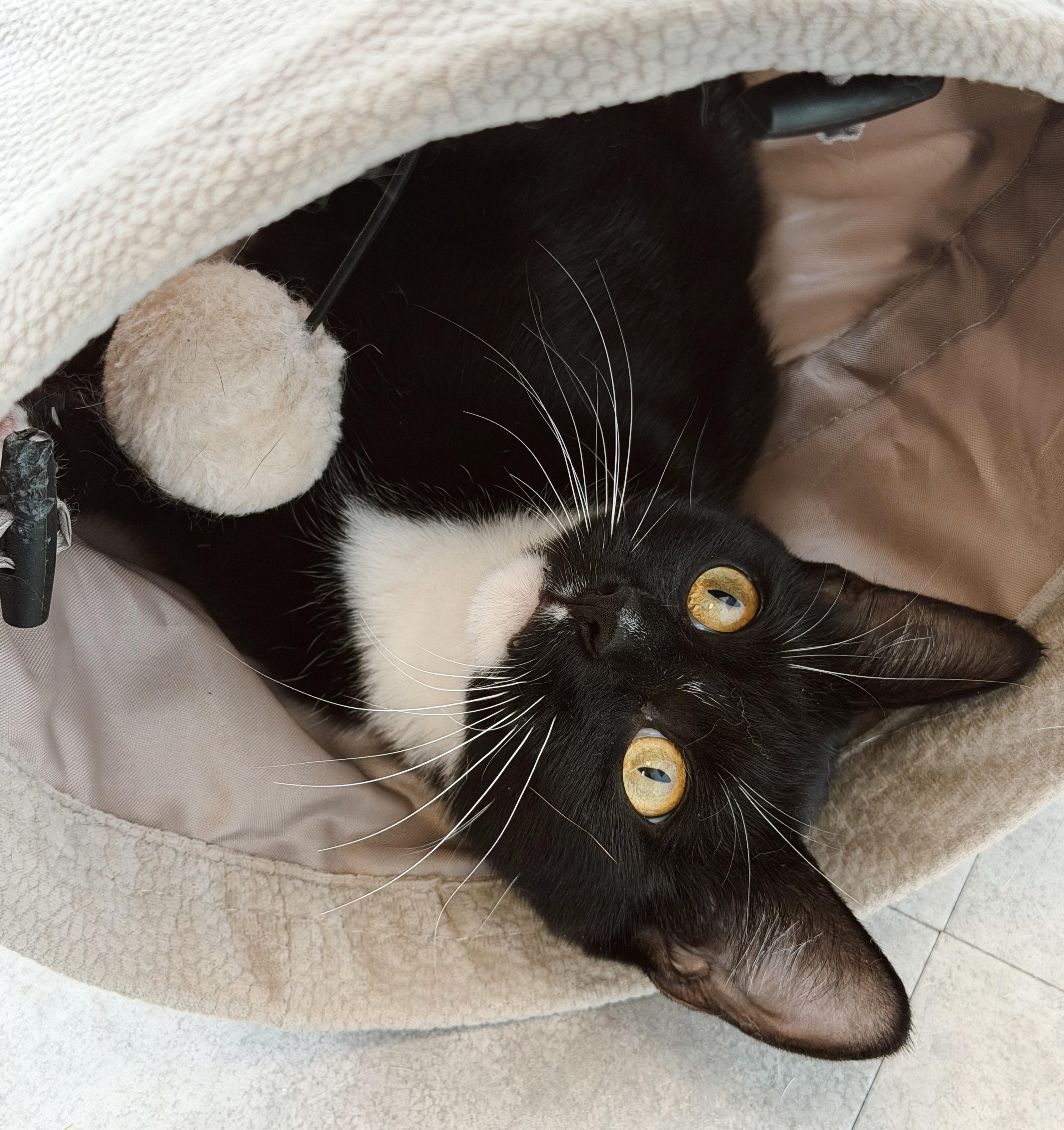 Enlarge Nova, a ADOPTABLE Tuxedo in Philadelphia, PA image 3/6