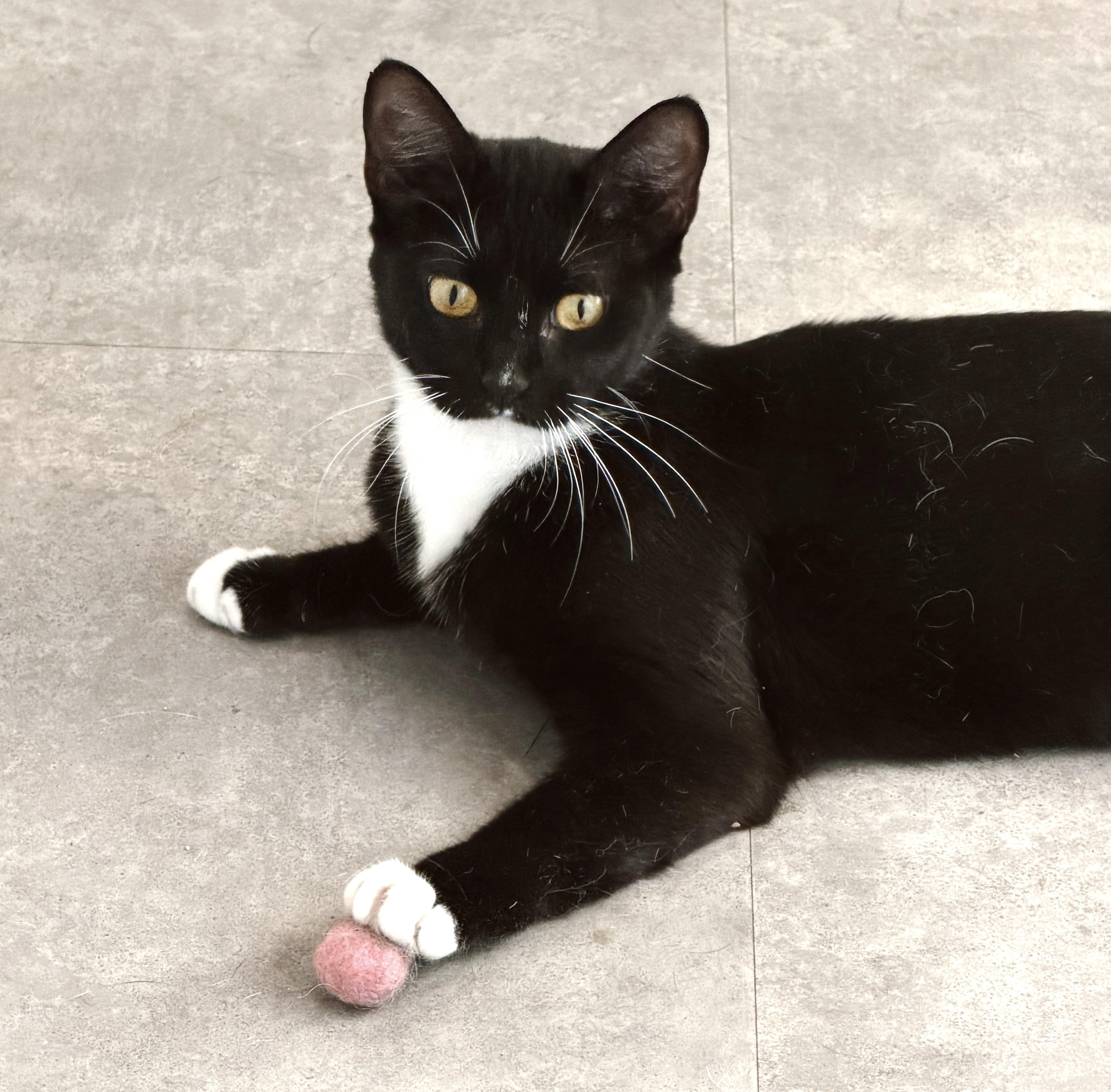 Enlarge Nova, a ADOPTABLE Tuxedo in Philadelphia, PA image 6/6
