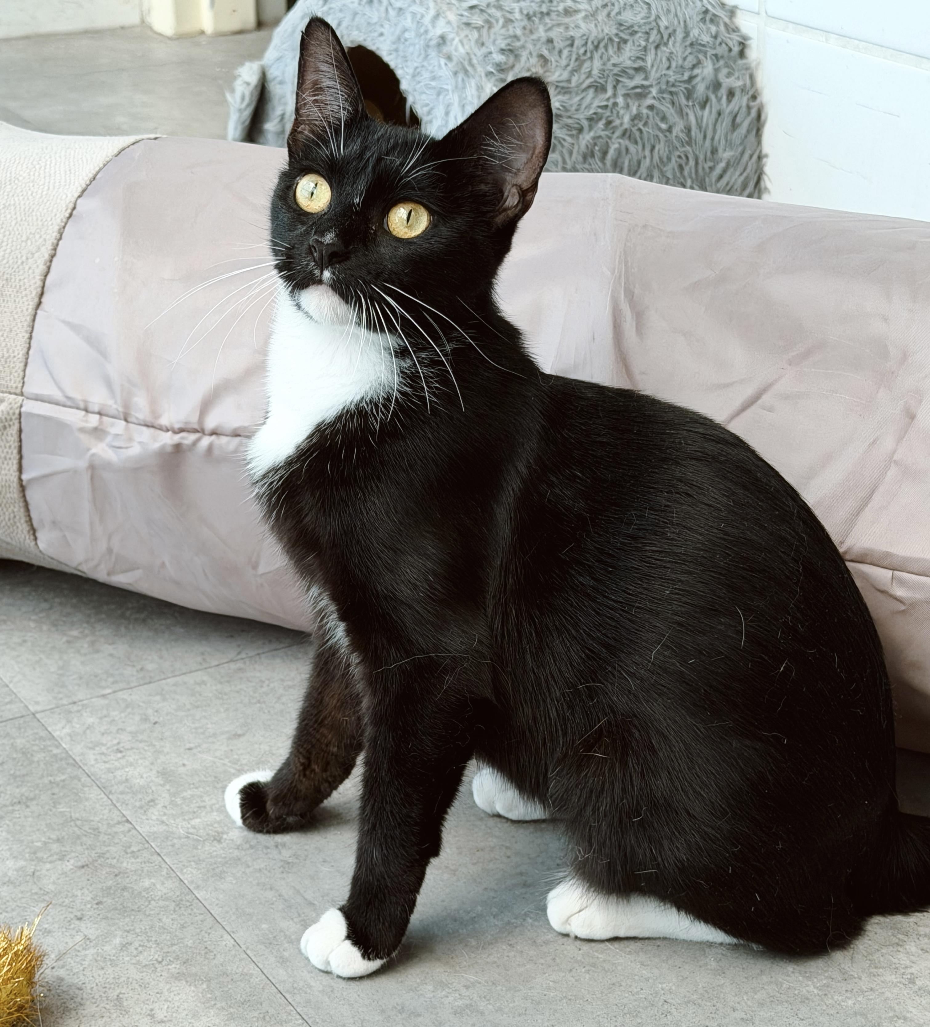 Enlarge Nova, a ADOPTABLE Tuxedo in Philadelphia, PA image 2/6
