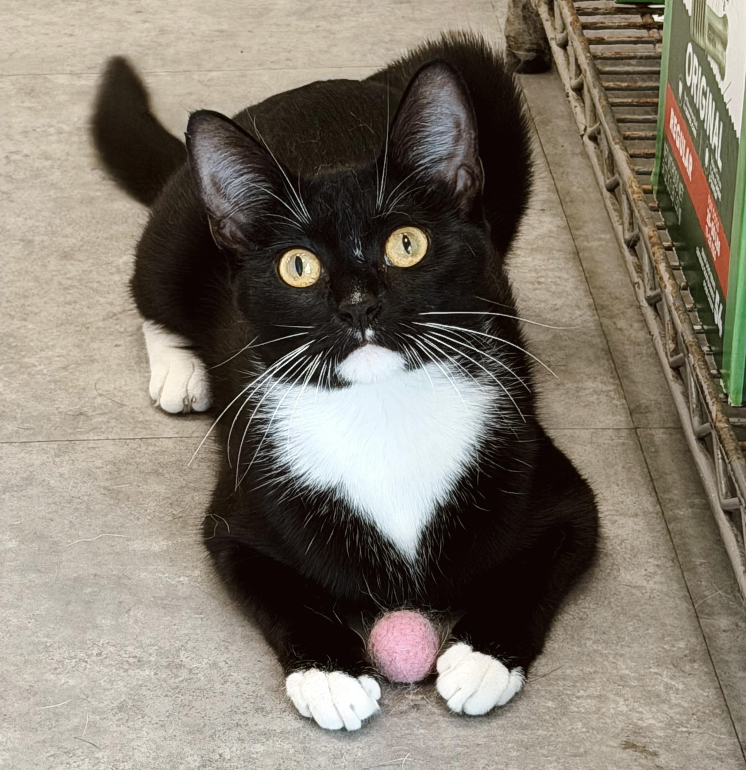 Nova, ADOPTABLE, Kitten Female Tuxedo.