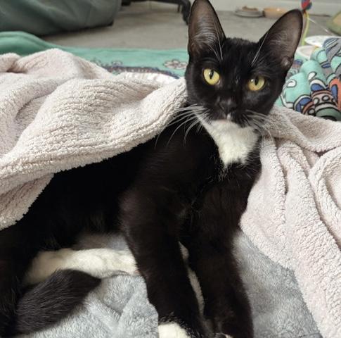 Enlarge Nova, a ADOPTABLE Tuxedo in Philadelphia, PA image 5/6