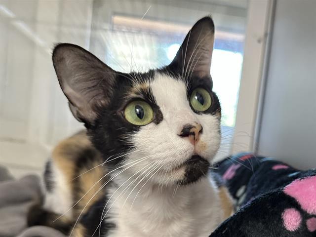 Enlarge CHECKERS, a Adoptable Domestic Short Hair in Ojai, CA image 1/1