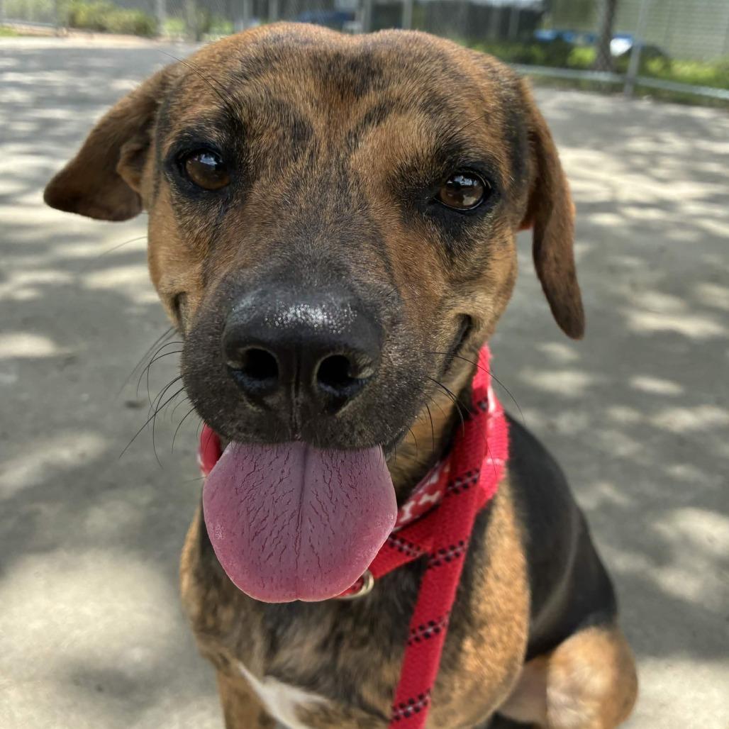 Jett, a Adoptable mixed breed in Beaumont, TX image 1/4