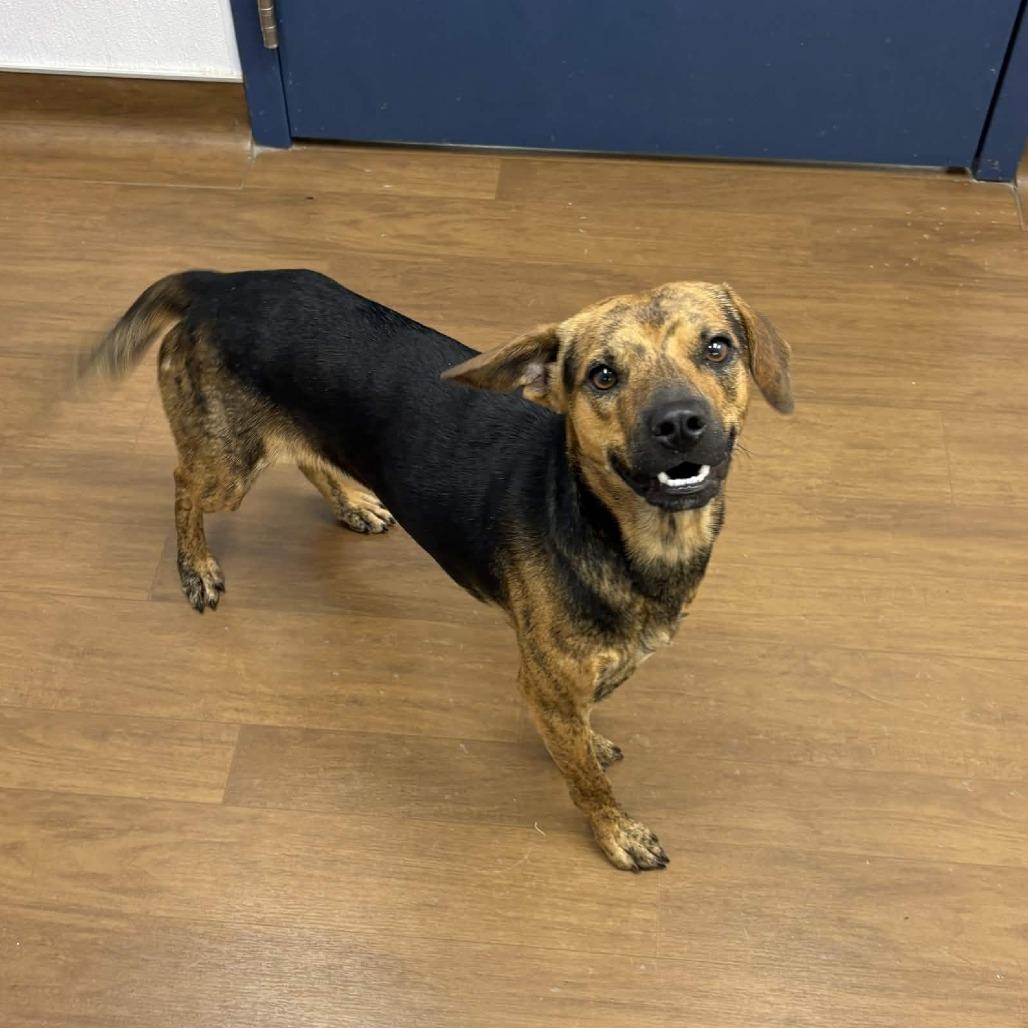 Jett, a Adoptable mixed breed in Beaumont, TX image 2/4