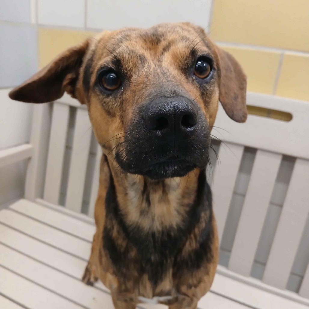 Jett, a Adoptable mixed breed in Beaumont, TX image 3/4