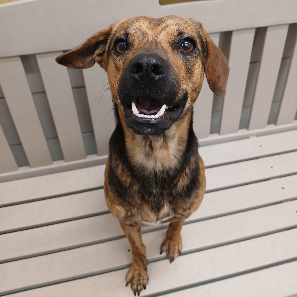 Jett, a Adoptable mixed breed in Beaumont, TX image 4/4