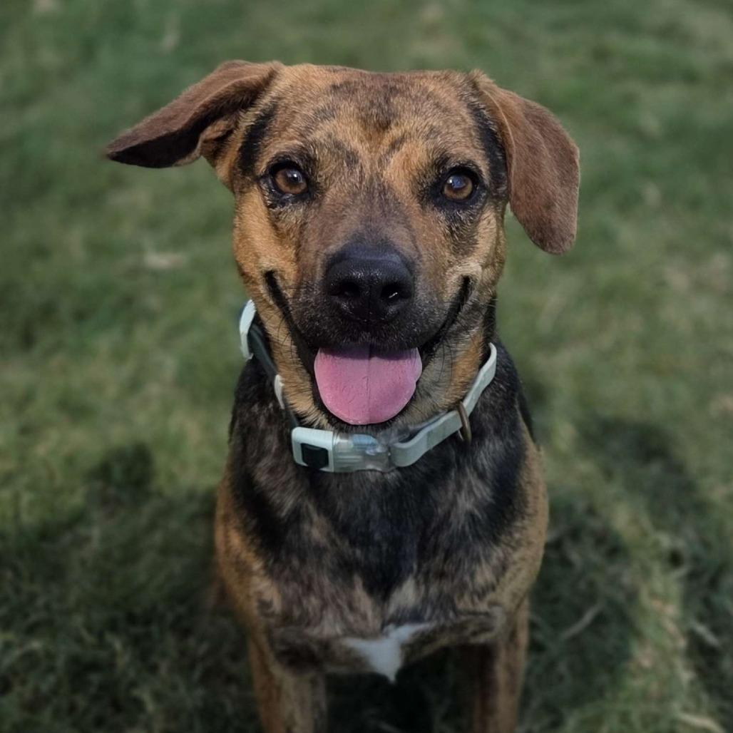Enlarge Jett, a Adoptable mixed breed in Beaumont, TX image 5/6