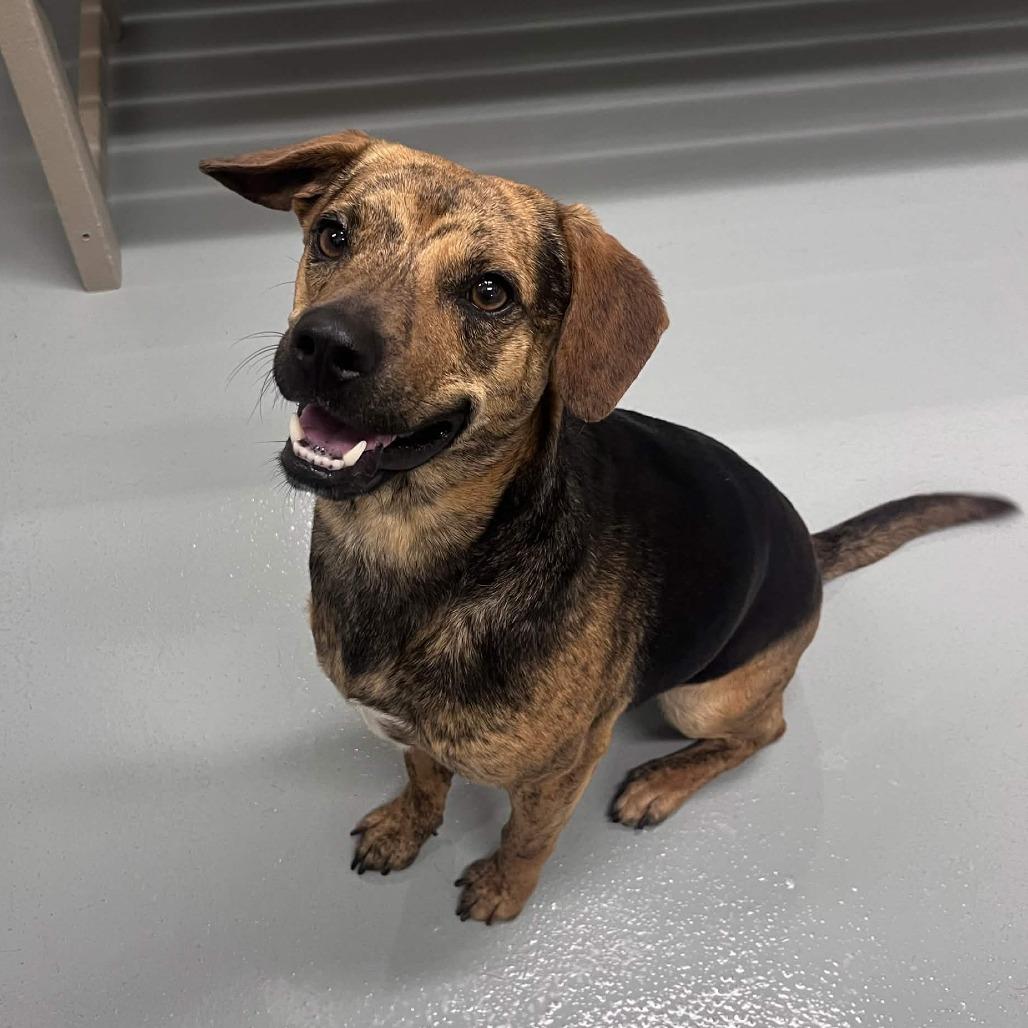 Enlarge Jett, a Adoptable mixed breed in Beaumont, TX image 6/6